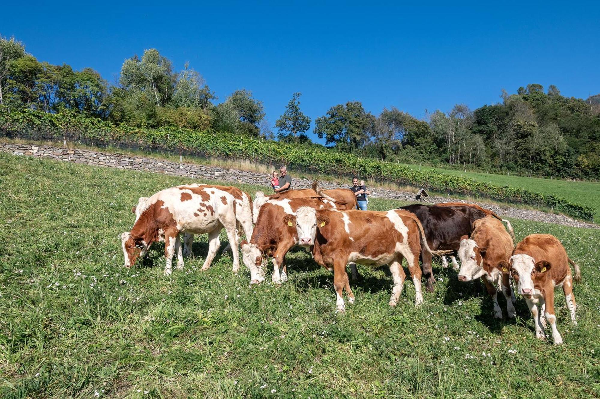 Niederthalerhof Chalets Bressanone Kültér fotó